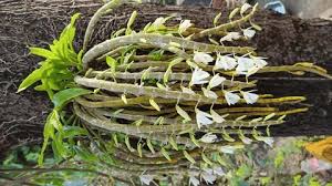 Image result for Macrotyloma densiflorum