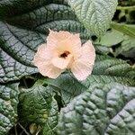 Image result for Momordica foetida