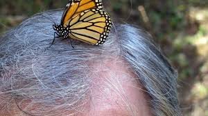 Bitte akzeptiere die zustimmungserklärung, um die anfrage zu versenden. The Butterfly Effect Do Monarchs Woes Signal Broader Problems Mcclatchy Washington Bureau