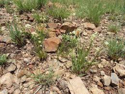 Image result for Cyperus obtusiflorus