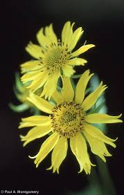 Image result for Verbesina encelioides