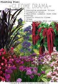 Image result for Cleome elegantissima