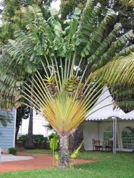 Travelers Palm Bird Of Paradise Pin On Plants