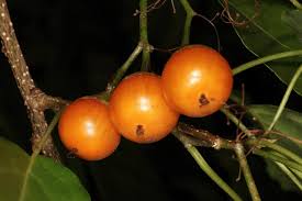 Image result for Cordia afra