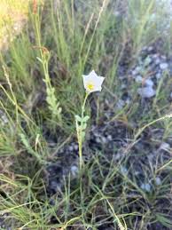 Image result for eustoma maurine