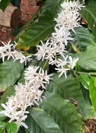 Image result for Coffea