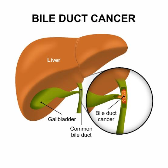 Bile duct anatomy
