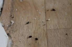 Bettwanzen sind auf einmal da, sie siedeln sich im bett, aber auch hinter loser tapete, unter dem teppich, in alten büchern und anderen schlupfwinkeln an. Schluss Mit Bettwanzen Enviro Pest Control Gmbh