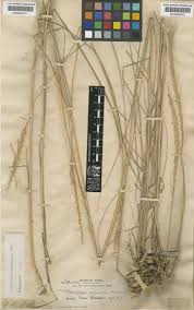 Image result for Trachypogon