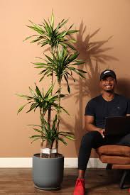 Image result for Dracaena fragrans