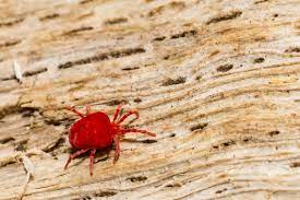 Some mites do bite animals and humans. Does Spider Mites Bite Human Grow Food Guide