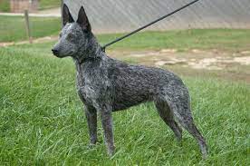 Directory of quality australian stumpy tail cattle dogs from the whole world. Australian Stumpy Tail Cattle Dog Wikiwand
