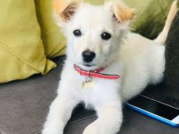Terrier Ve Rus Fino Kirmasi Kopek Satis