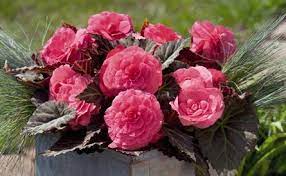 New Annuals And Perennials Available Now For The Garden Begonia Flower Seeds Plants For Hanging Baskets