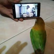 First of all, you can listen to the pronunciations of rantau in american english and british english by. Anak Rantau Anakran32943584 Twitter