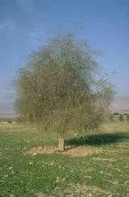 Image result for Balanites aegyptiaca