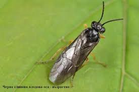 Image result for Humularia drepanocephala