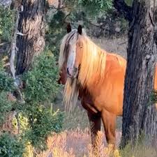Spartacus — Skydog Ranch & Sanctuary