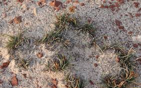 Image result for Cyperus tomaiophyllus