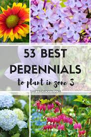 53 Favourite Perennials To Plant In Zone 3 Shade Loving Perennials Perennial Garden Plans Shade Perennials