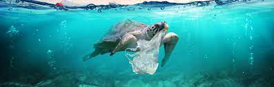 Endangered wildlife like hawaiian monk seals and pacific loggerhead sea turtles are among nearly 700 species that eat and get caught in plastic litter. Ocean Pollution These Are The Deadliest Plastic Items To Sea Animals