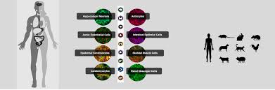 Invitria is the leading brand of custom media formulations for gene therapy, cell therapy, vaccine & antibody production, and related culturing applications. Primary Cells Cell Applications