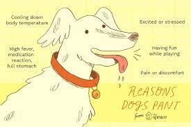 Some things we commonly eat or drink are highly toxic to dogs. 5 Common Reasons Why Dogs Pant