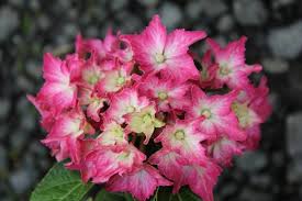 Fast delivery, safe ship warranty! Hydrangea Macrophylla Pink Elf Hydrangea Macrophylla Pink Elf Hydrangea Macrophylla Winning Edge Bigleaf Hydrangea Plant Lust