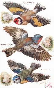 Birds And Their Eggs Pictures Pin On Birds