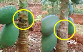 Cara mengatasi darah tinggi yang disertai pembengkakan kaki dianjurkan dengan resep ini. Cara Mengatasi Jambu Kristal Busuk Cara Mengatasi Jambu Kristal Busuk Di Video Kali Ini Tetapi Cara Memakannya Jauh Lebih Praktis Daripada Jambu Biji Lainnya Pansyart