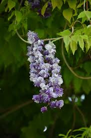 Image result for Wisteria