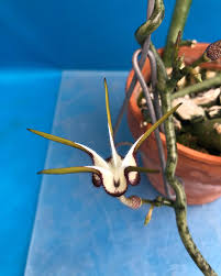 Image result for Ceropegia simplex