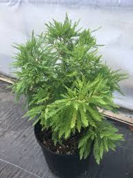 Image result for Taxodium