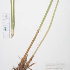 Image result for Eleocharis mutata