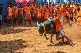 A portrait of a remote village in his hometown where a buffalo excapes and jallikattu, watch jallikattu, watch jallikattu eng sub, jallikattu online ep 1, ep 2, ep 3, ep 4, watch. Over 200 People Have Died In The Last Decade During A Religious Bull Taming Event Happening This Month In India One Green Planet