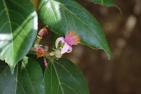 Image result for Grewia glandulosa