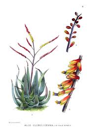 Image result for Aloe aculeata × globuligemma