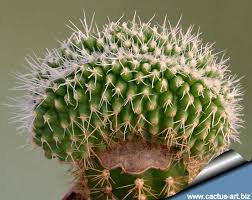 It is found in the dry areas of the mojave, chihuahua, and the sonoran deserts. Echinocactus Grusonii Minor Cristata
