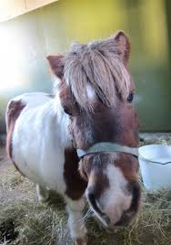 ママが変身 馬の顔 馬 顔