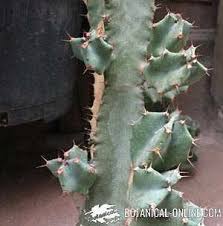 Una vez establecida se puede regar de otro de los puntos a conocer al momento de plantar un cactus son los cuidados a tener en cuenta ten en consideración que los cactus más grandes son más tolerables al sol que los pequeños y. Cuidado De Los Cactus Botanical Online