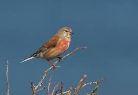 Horen Sie Die Bluthanfling Auf Deutsche Vogelstimmen De Welches Eine Umfassende Sammlung An Deutschen Vogelstimmen Ist Deutsche Vogel Hanfling Heimische Vogel
