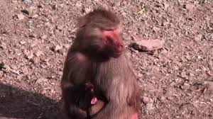 We did not find results for: Long Hair Monkeys Youtube