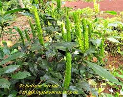 Image result for Ecbolium clarkei