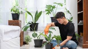 Jangan keburu takut mendengar namanya, tanaman dalam ruangan spider plant tampil dengan juntaian helai. Sedang Populer Ini Jenis Tanaman Hias Yang Cocok Di Dalam Rumah Boleh Dicoba Tribun Pekanbaru