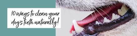 To remove tartar from your teeth, brush your teeth for at least 2 minutes twice a day to get rid of plaque before it turns into tartar. 10 Ways To Clean Your Dog S Teeth Naturally Petspyjamas