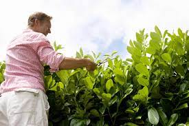 The best time of the year for pruning a laurel hedge plant is anytime from april to the end of august. When Is The Best Time To Trim A Laurel Hedge Hopes Grove Nurseries