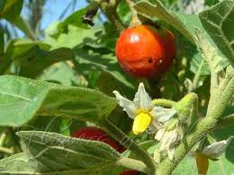 Image result for Solanum tettense
