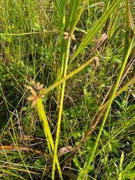 Image result for Schoenoplectiella mucronata