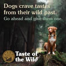 Taste Of The Wild High Protein Real Meat Recipe Dry Dog Food With Real Roasted Bison Andamp Roasted Venison And Anc In 2020 Dog Food Recipes Dry Dog Food High Prairie