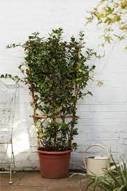 Trachelospermum jasminoides is a species of flowering plant in the family apocynaceae, native to eastern and southeastern asia (japan, korea, southern china and vietnam). Star Jasmine On Trellis Outdoor Plants Shop Star Jasmine Outdoor Plants Pot Trellis